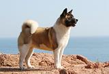 AKITA AMERICAIN 169